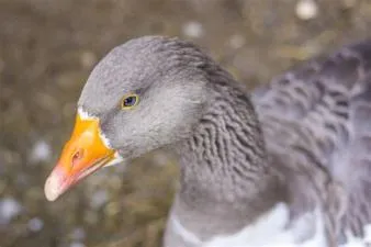 Is grey duck a goose?