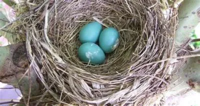 Can a robin lay eggs?