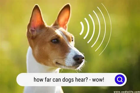 Can dogs hear 40khz?