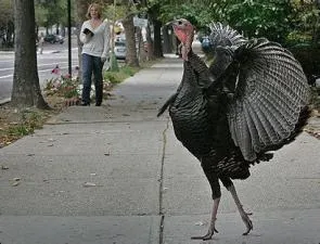 How tall is a turkey?