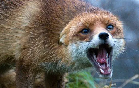 Why do foxes scream?