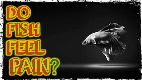 Do fish feel pain?