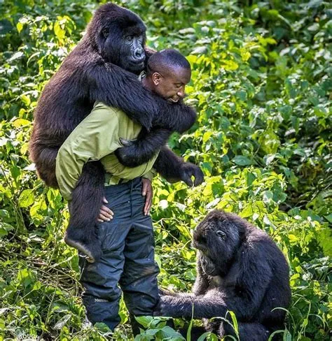 Do gorillas love humans?