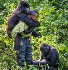 Do gorillas love humans?