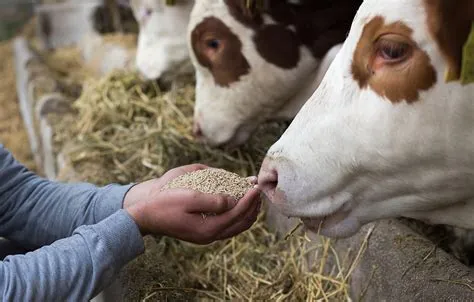 How do you feed cows?