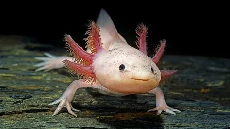 Can you keep 2 axolotls?