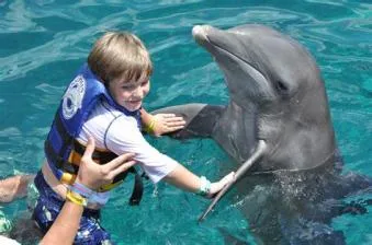 Are all dolphins friendly?