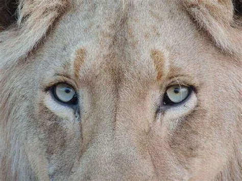 Is lion colour blind?