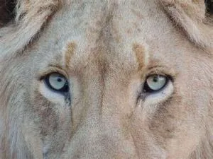 Is lion colour blind?