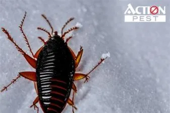 How did cockroaches survive the ice age?