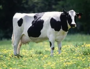 Are all cows female?