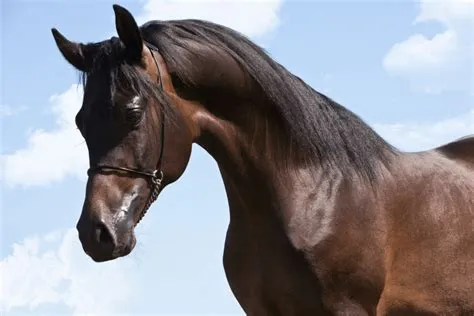 Do arabian horses age well?