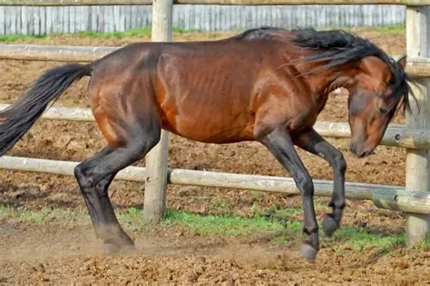 What is the oldest breed of horse?