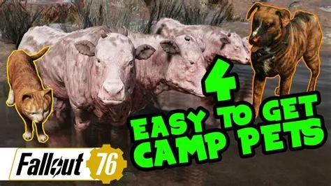 How many pets can you have in fallout 76?