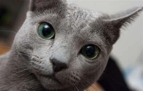 Why are russian blue so popular?