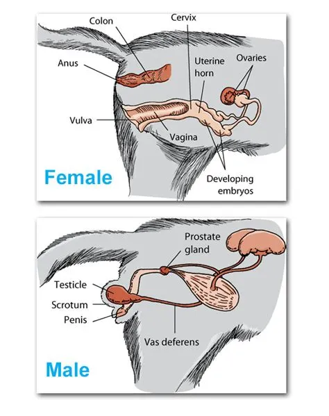 What animal has no reproductive organs?