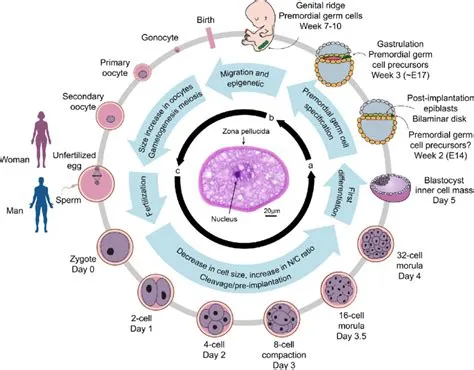 Did life start with cells?