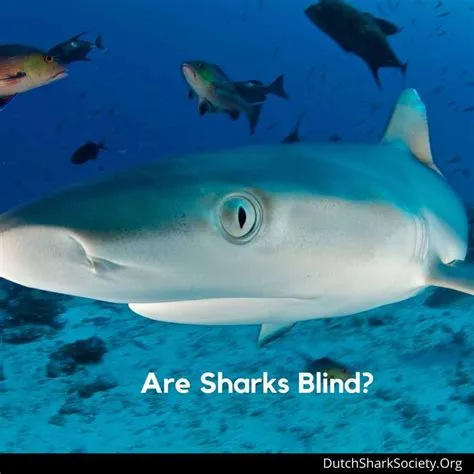 Do blind sharks exist?