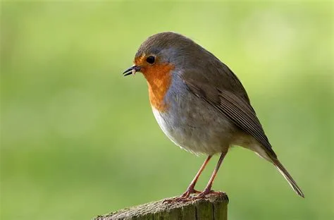 Are robins shy?