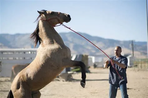 Do tamed horses wander away?