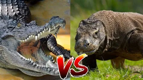 Who would win a fight between an alligator and a komodo dragon?