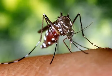 Is mosquito a female?