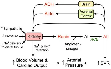 Does dehydration increase angiotensin?