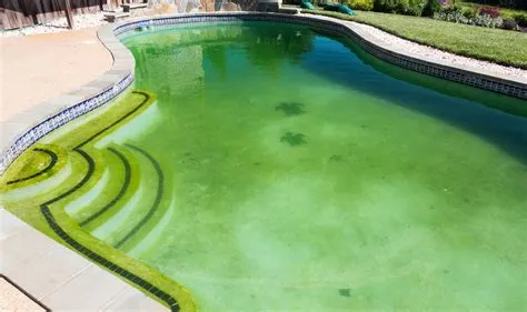 What is the green stuff in my above ground pool?