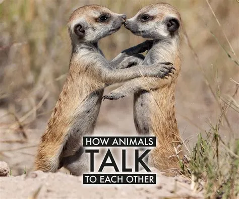 Is it okay to talk to animals?