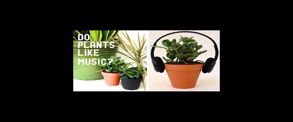 Do plants enjoy music?