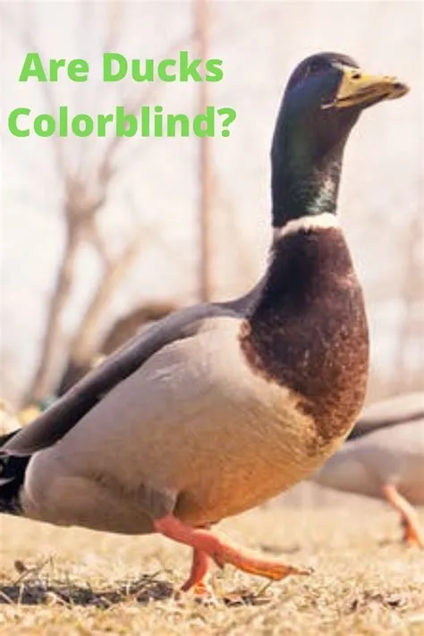 Are ducks colorblind?