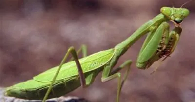 Can you grab a mantis?