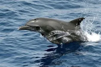 What age can dolphin get pregnant?