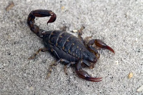 Who gets pregnant in scorpion?