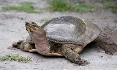 What is the weakest turtle shell?