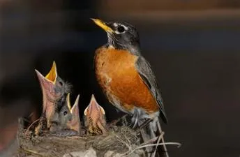 Why do robins only live 2 years?
