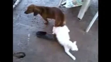 What happens if a cat and dog try to mate?