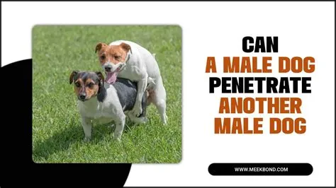 Can a male dog penetrate another male dog?