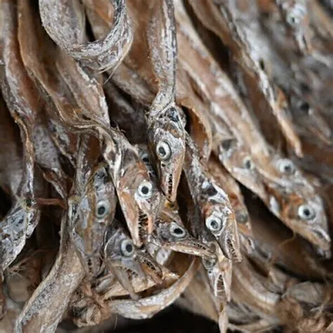 Is dried fish ok?