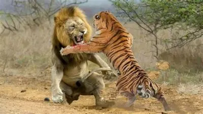 Would a lion beat a tiger?