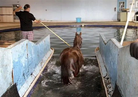 What is pool in horse racing?