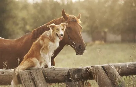 Are horses as smart as dogs?