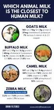 What animal milk is closest to human?