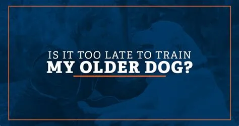 Is it ever too late to train your dog?