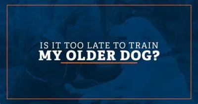 Is it ever too late to train your dog?