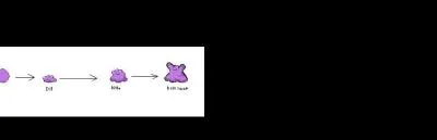 Does ditto evolve?