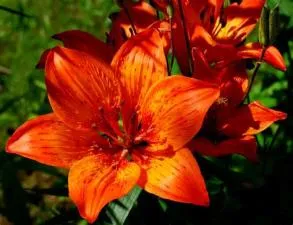 Are fire lilies real?