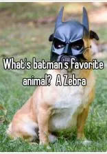 Whats batmans favorite animal?