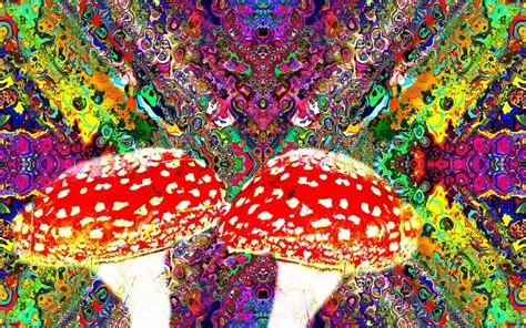 Does amanita muscaria contain hallucinations?