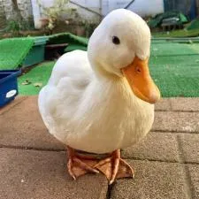 Can a duck be a pet?